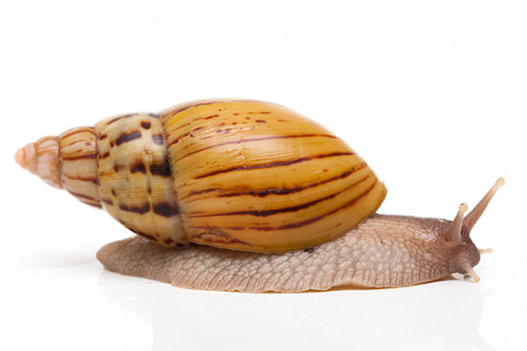 Lissachatina zanzibarica typ 3 semiadult, 7cm